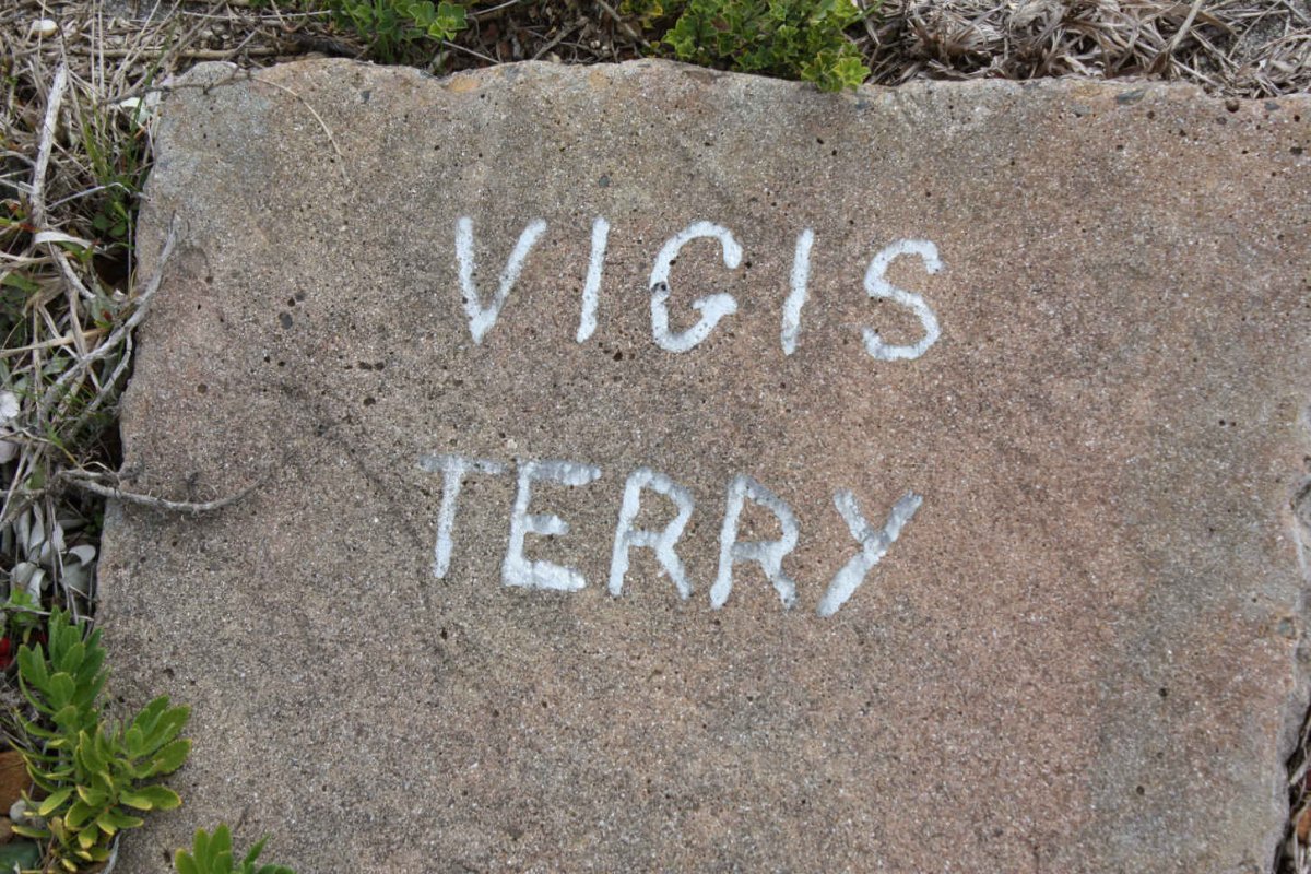 TERRY Vigis