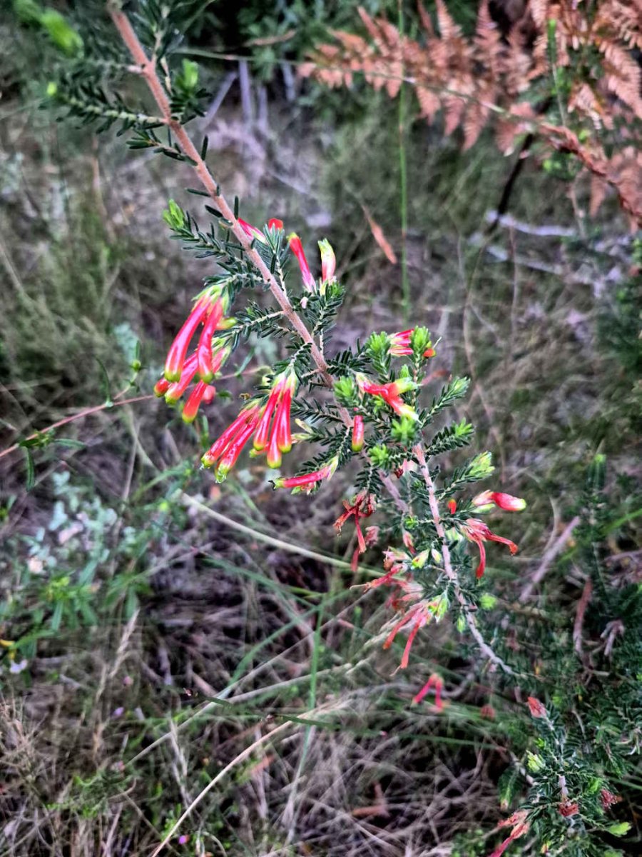 6. Veldblomme / Wild flowers