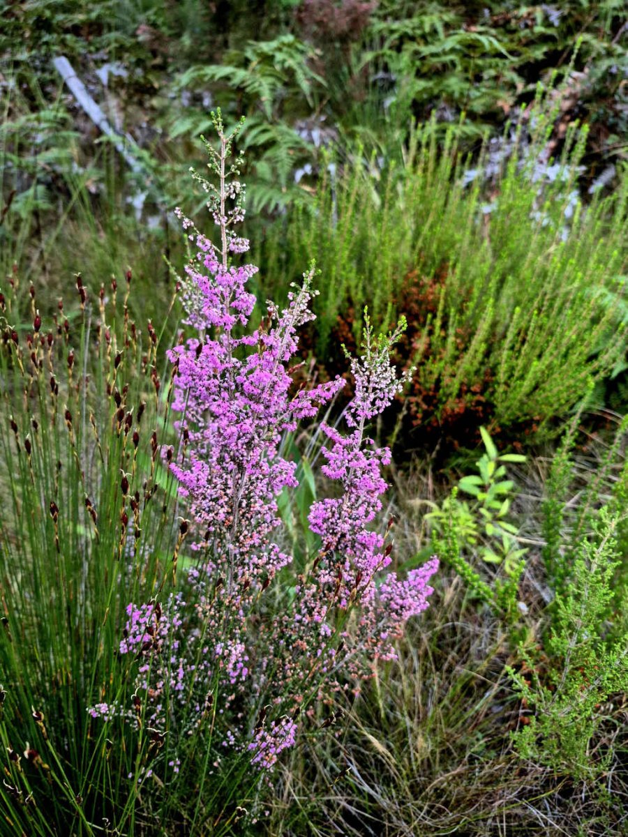 5. Veldblomme / Wild flowers