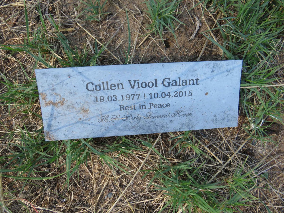 GALANT Collen Viool 1977-2015