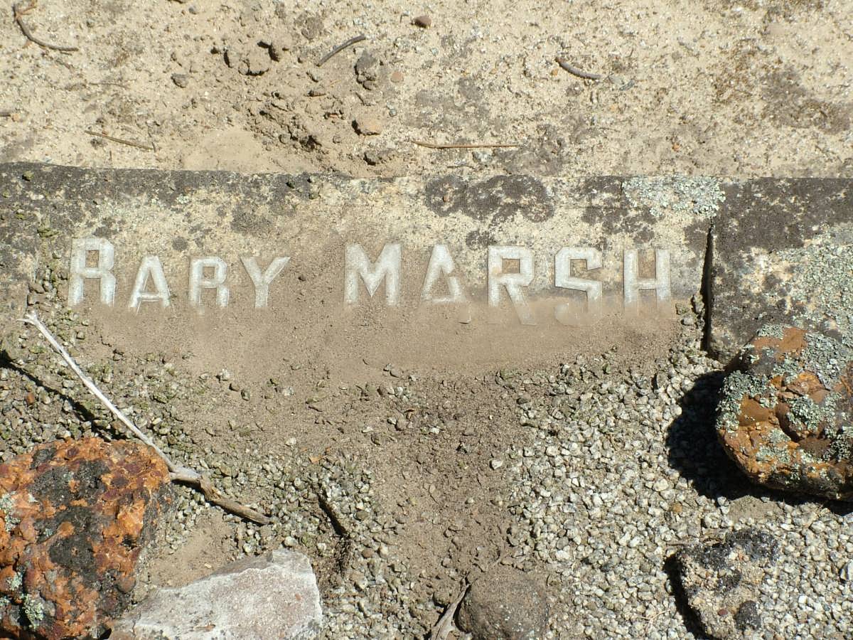 MARSH Baby