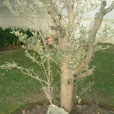 6. Gethsemane olyfboom
