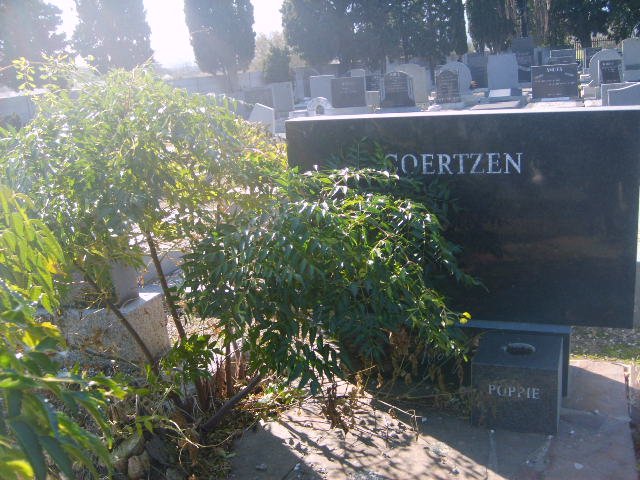COERTZEN Poppie