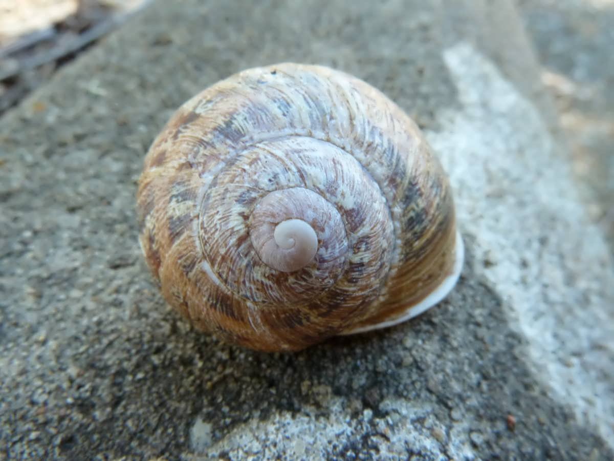 1.  Snail on a grave