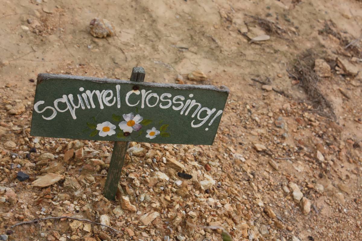 "Squirrel Crossing"