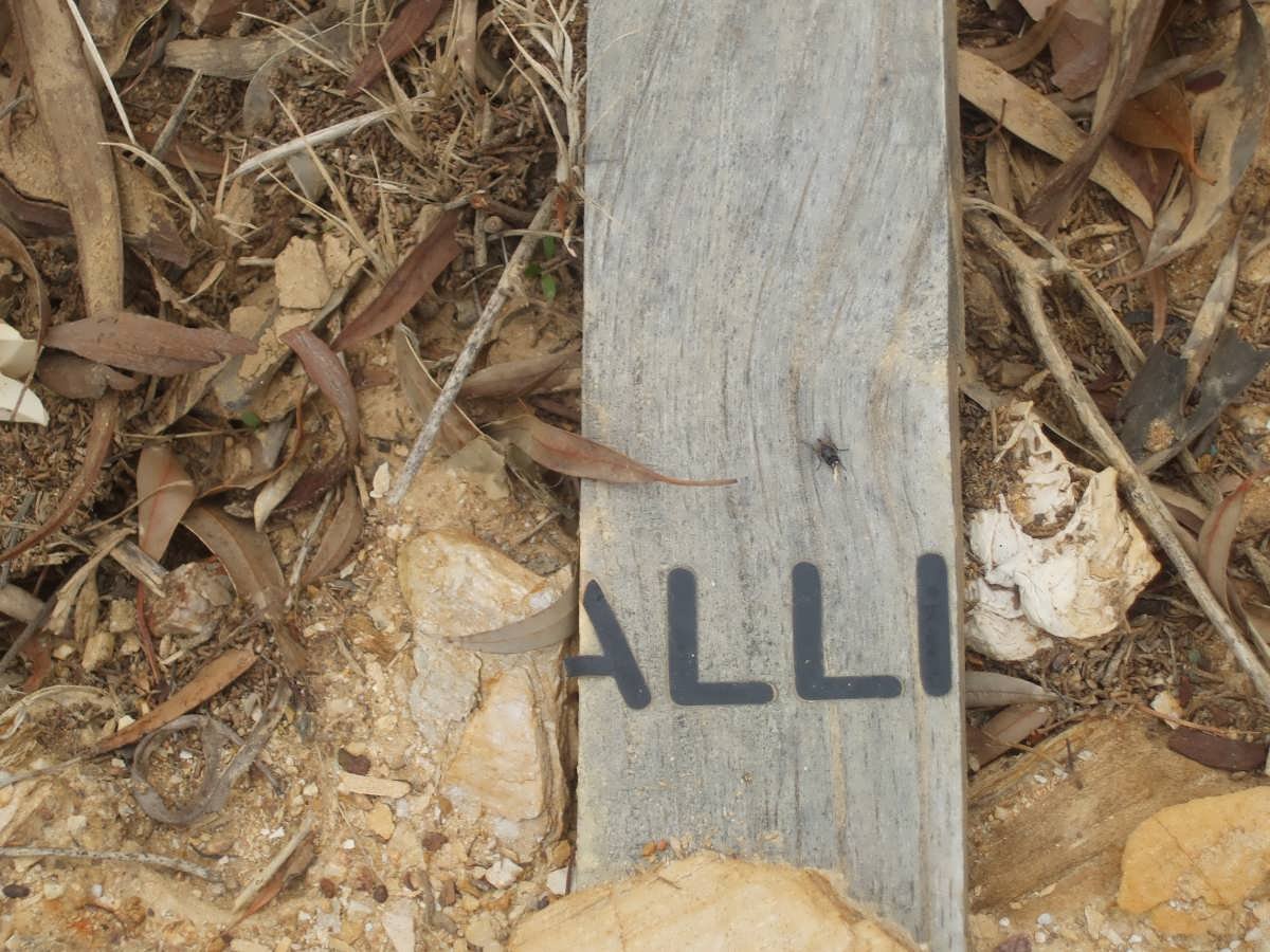 ? Alli